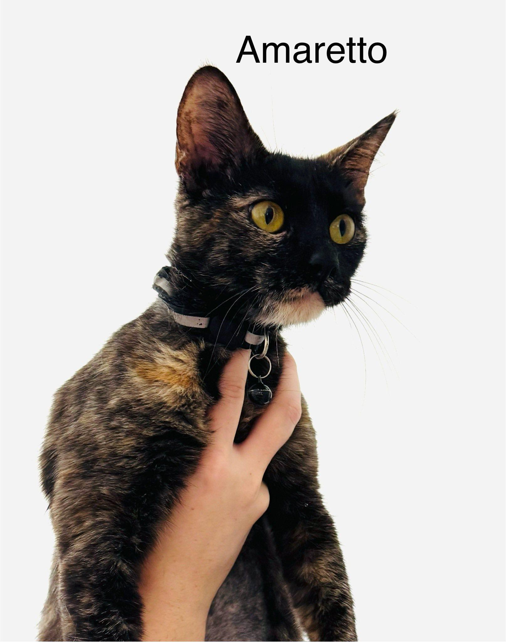 Amaretto — thumbnail 2