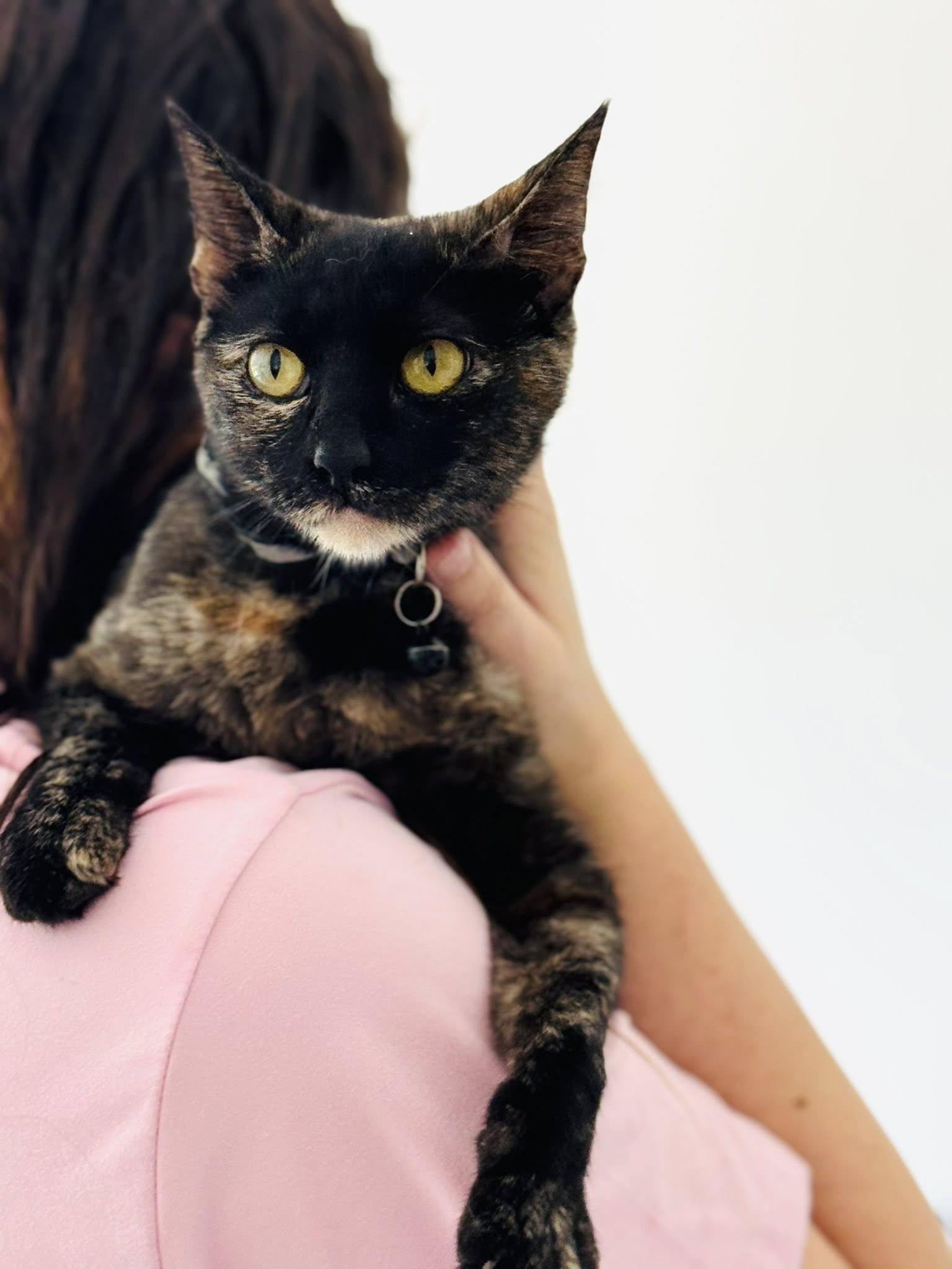 Amaretto — thumbnail 4