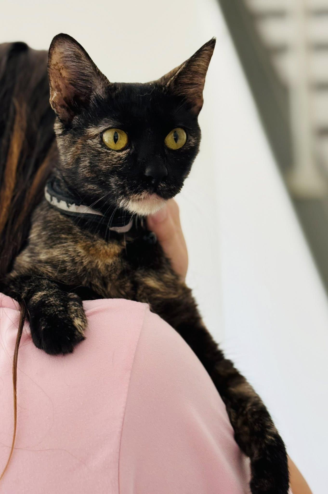 Amaretto — thumbnail 5