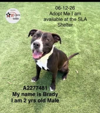 BRADY, Adoptable, Young Male Pit Bull Terrier.