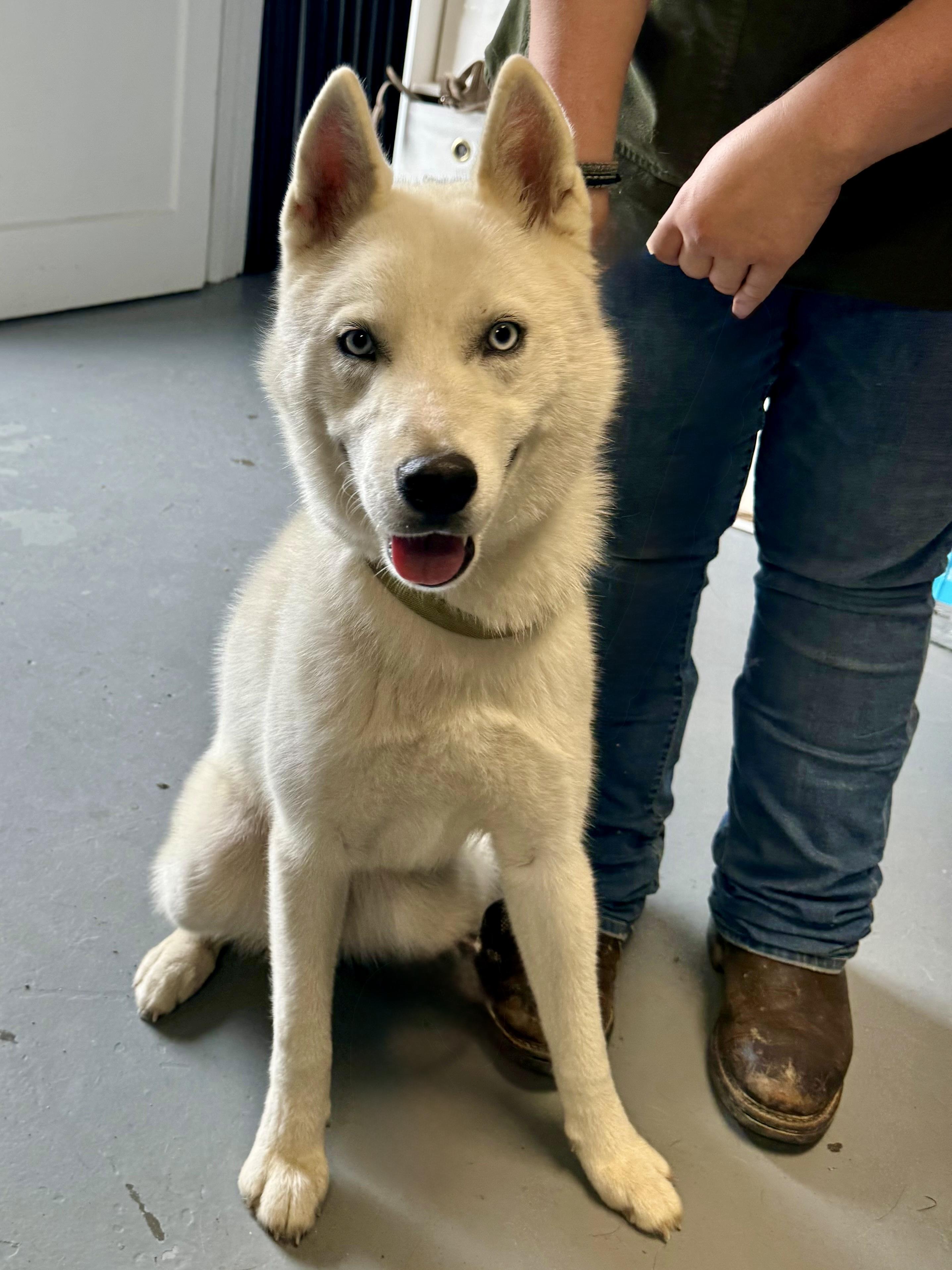 Atlas, Young Male Husky