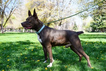 Enlarge Hershey, a Adoptable mixed breed in Yakima, WA image 1/3