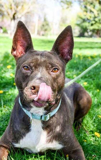 Enlarge Hershey, a Adoptable mixed breed in Yakima, WA image 2/3