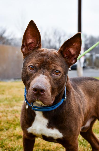 Hershey, Adoptable, Adult Male Pit Bull Terrier & Cattle Dog.