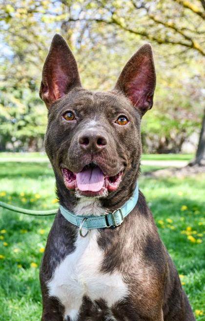 Enlarge Hershey, a Adoptable mixed breed in Yakima, WA image 3/3