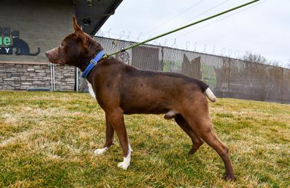 Hershey, a Adoptable mixed breed in Yakima, WA image 2/3