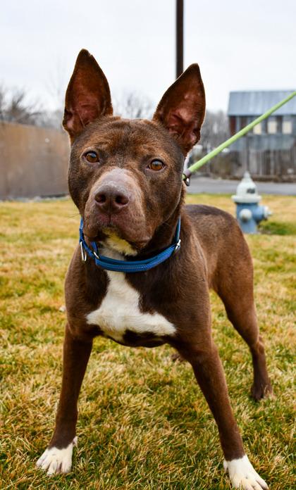 Hershey, a Adoptable mixed breed in Yakima, WA image 3/3