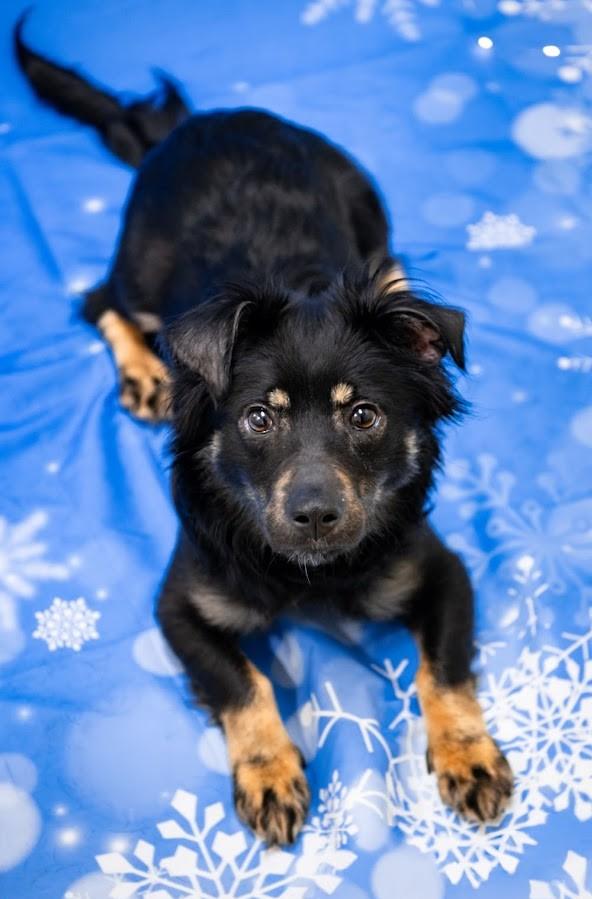 Gretel, ADOPTABLE, Adult Female Mixed Breed.