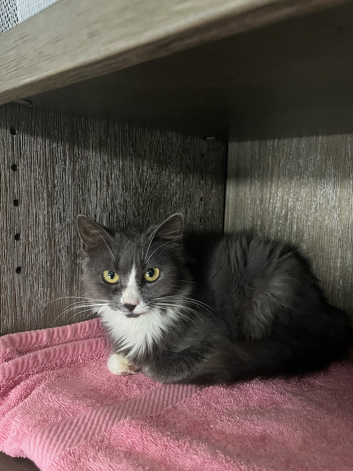 Enlarge Leia, a Adopted mixed breed in Stevensville, MD image 1/6