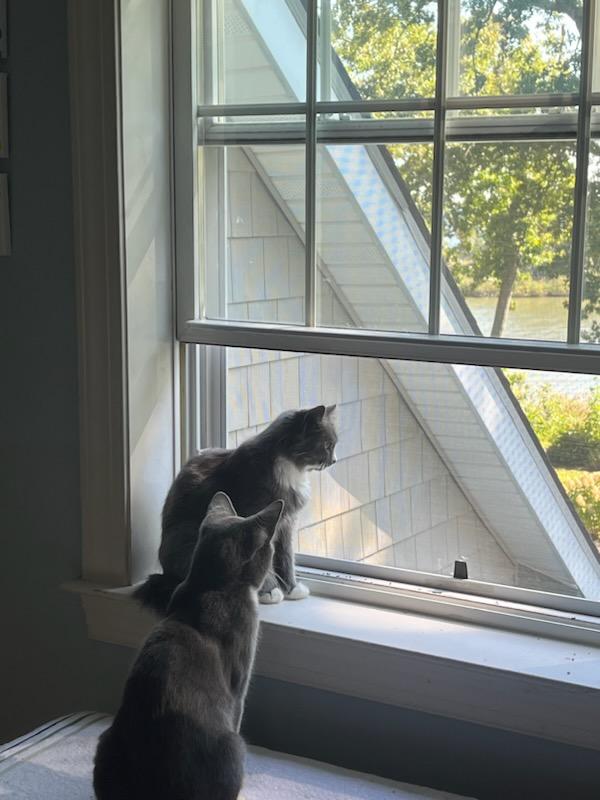 Enlarge Leia, a Adopted mixed breed in Stevensville, MD image 2/6