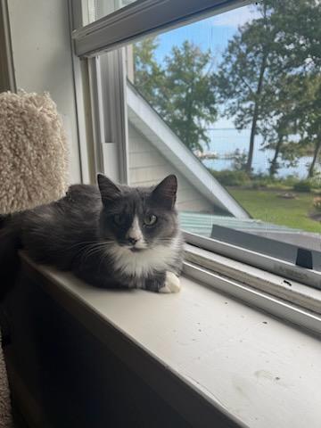 Enlarge Leia, a Adopted mixed breed in Stevensville, MD image 3/6