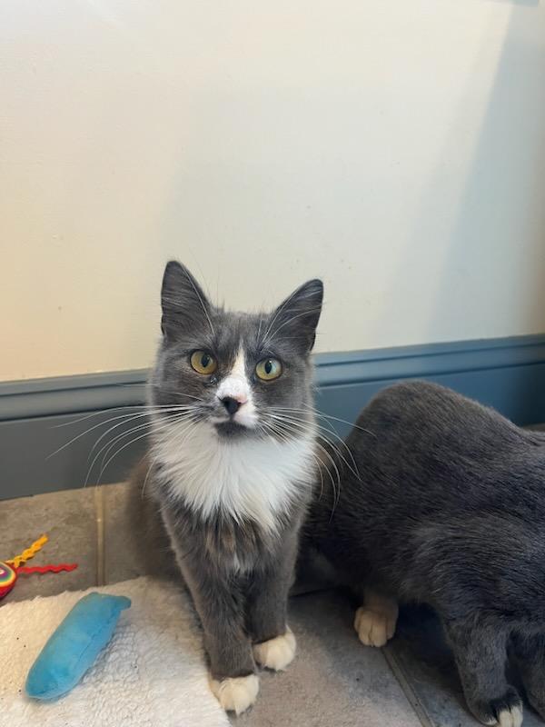 Enlarge Leia, a Adopted mixed breed in Stevensville, MD image 4/6