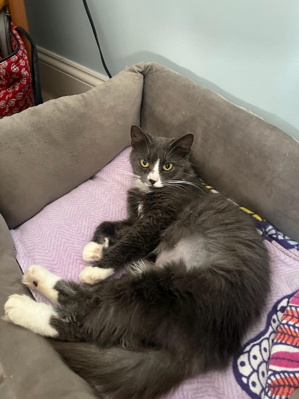 Enlarge Leia, a Adopted mixed breed in Stevensville, MD image 5/6