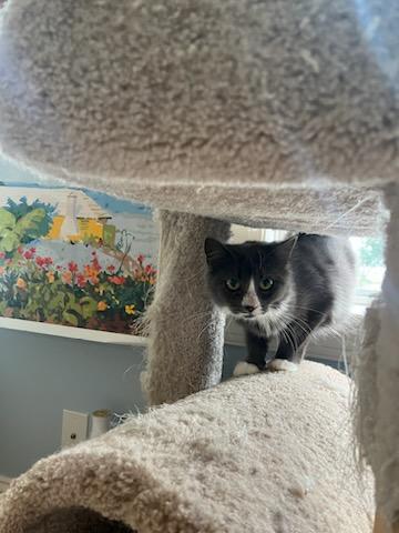 Enlarge Leia, a Adopted mixed breed in Stevensville, MD image 6/6