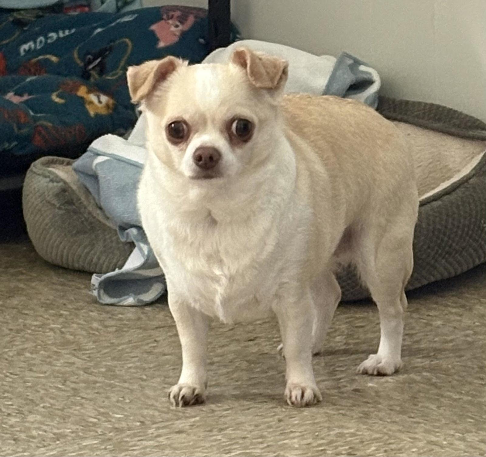 Molly, Adopted, Adult Female Chihuahua.