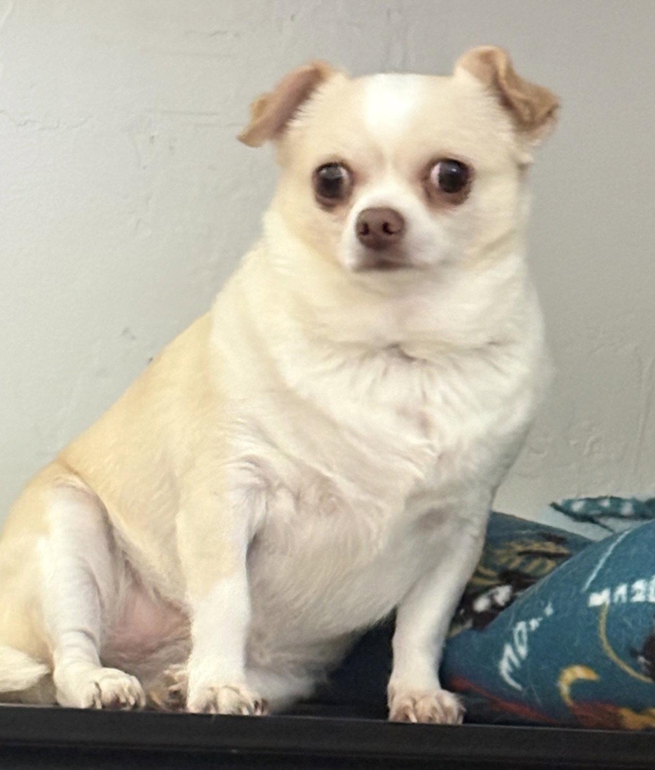 Enlarge Molly, a Adopted Chihuahua in Sistersville, WV image 2/2