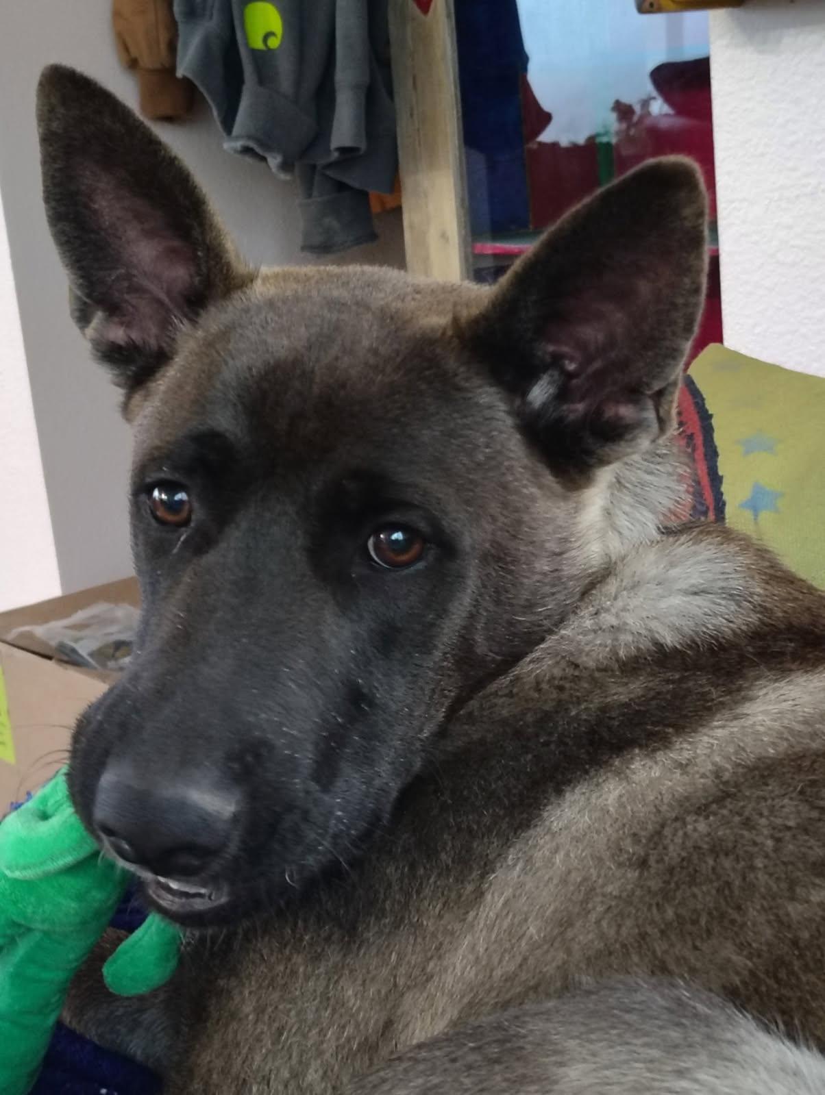 Roman, an adoptable Belgian Shepherd / Malinois, Mixed Breed in Ellensburg, WA, 98926 | Photo Image 2