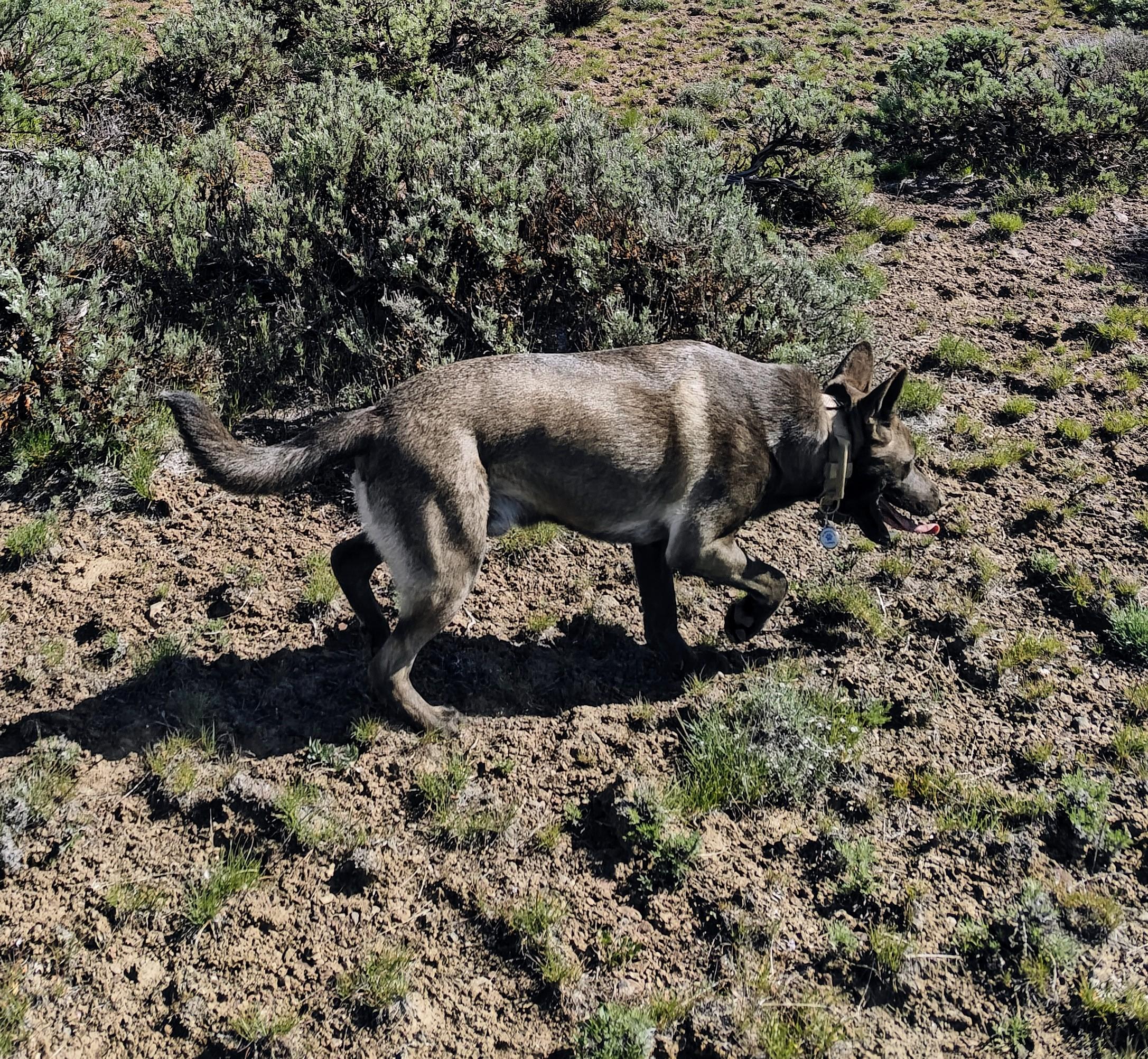Roman, an adoptable Belgian Shepherd / Malinois, Mixed Breed in Ellensburg, WA, 98926 | Photo Image 5