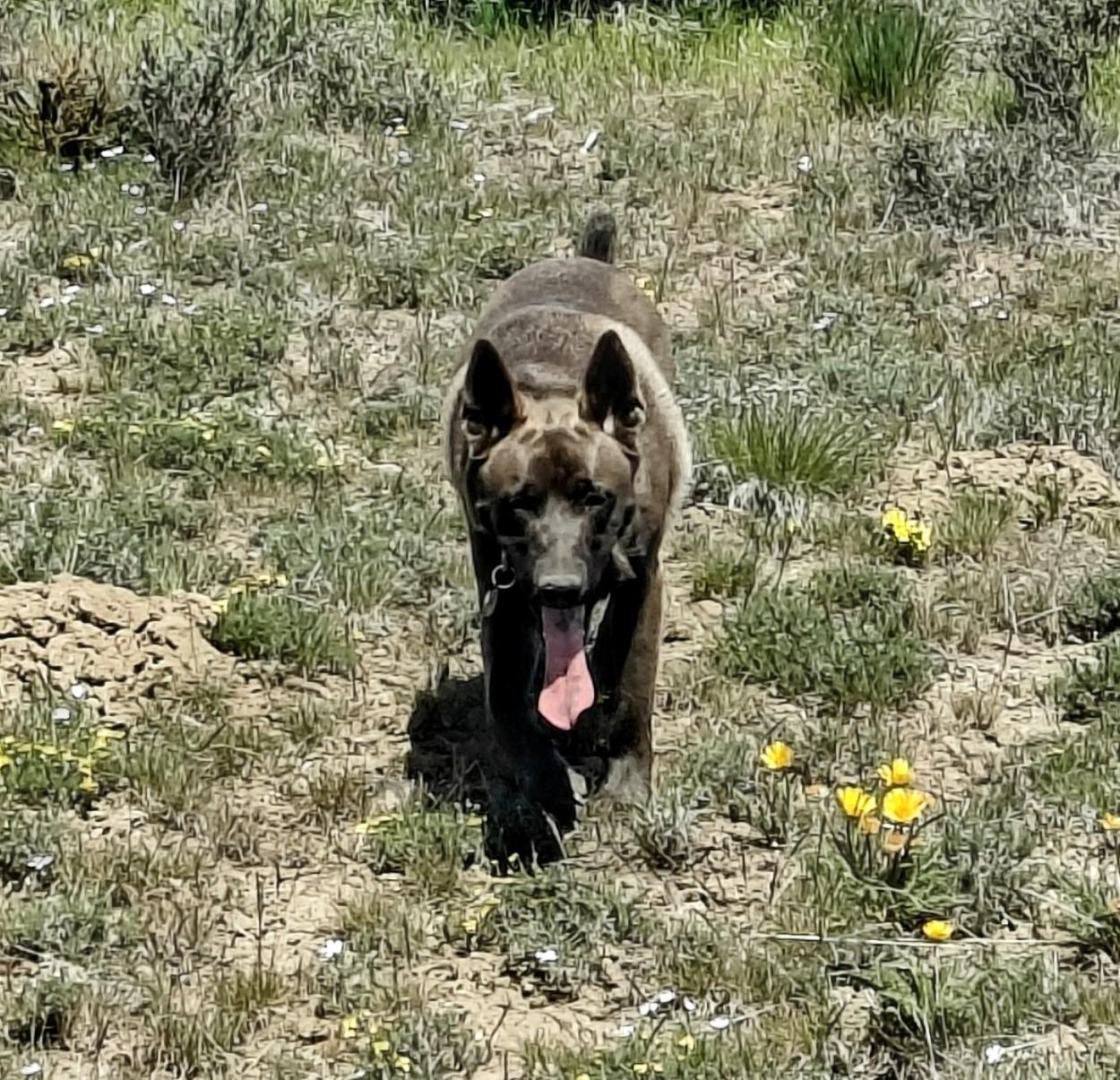 Roman, an adoptable Belgian Shepherd / Malinois, Mixed Breed in Ellensburg, WA, 98926 | Photo Image 4