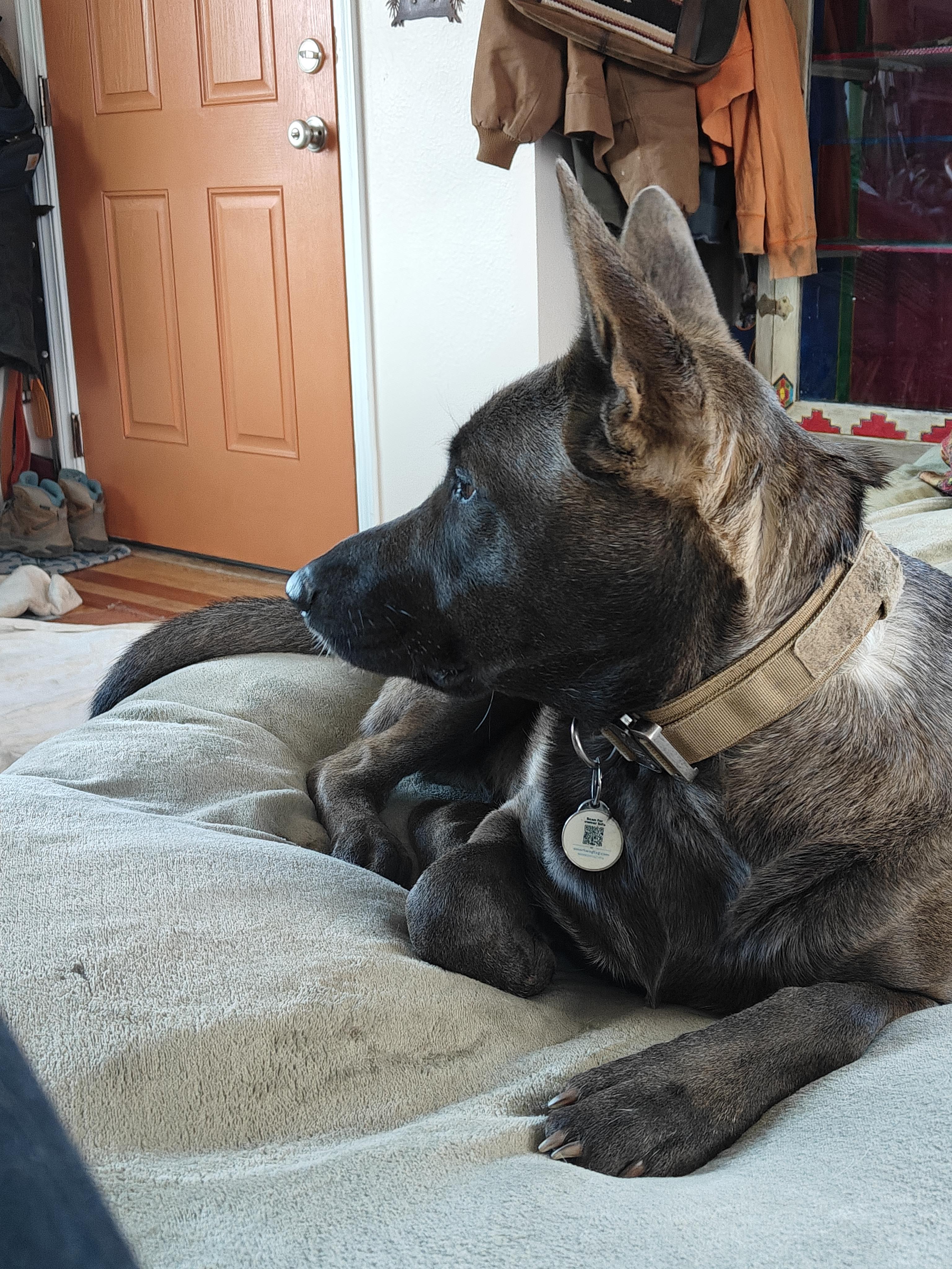 Roman, an adoptable Belgian Shepherd / Malinois, Mixed Breed in Ellensburg, WA, 98926 | Photo Image 3
