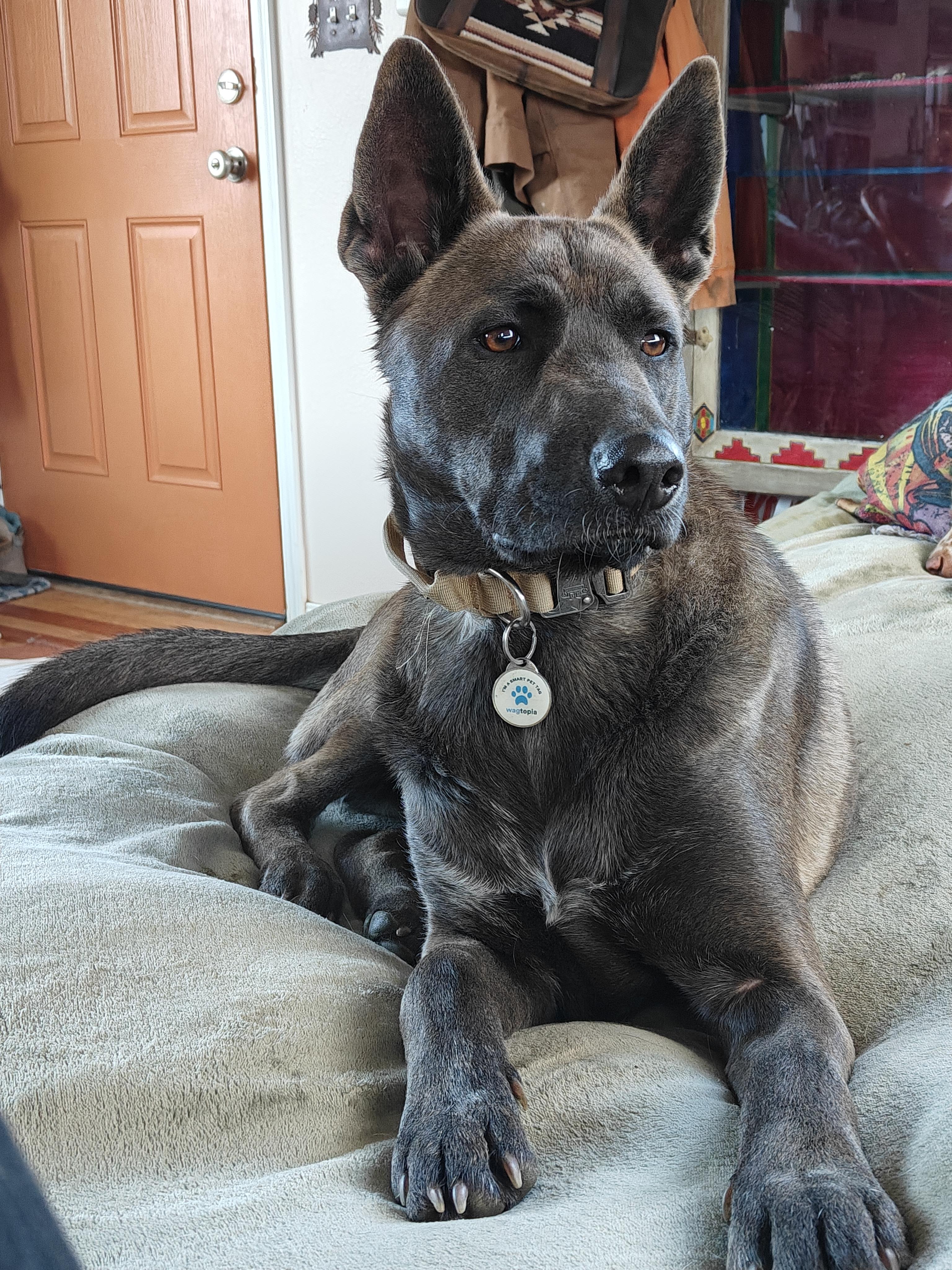 Roman, an adoptable Belgian Shepherd / Malinois, Mixed Breed in Ellensburg, WA, 98926 | Photo Image 1
