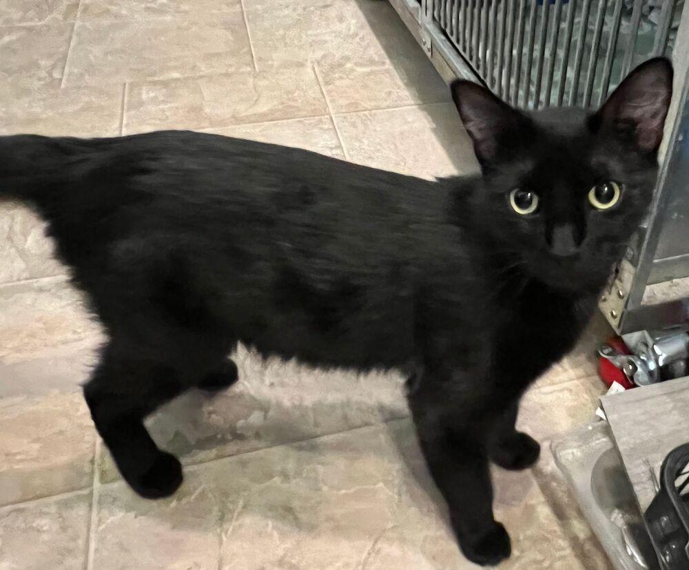 Bagel, Adoptable, Young Female Domestic Short Hair.