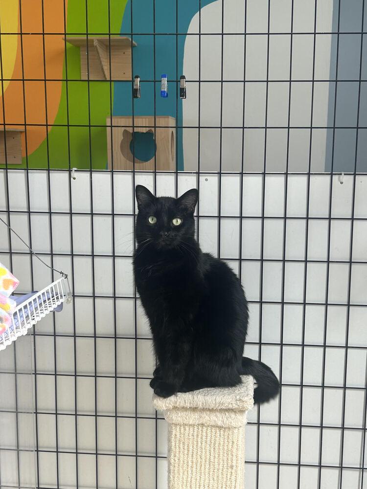 Enlarge Bagel, a Adoptable Domestic Short Hair in McPherson, KS image 2/6