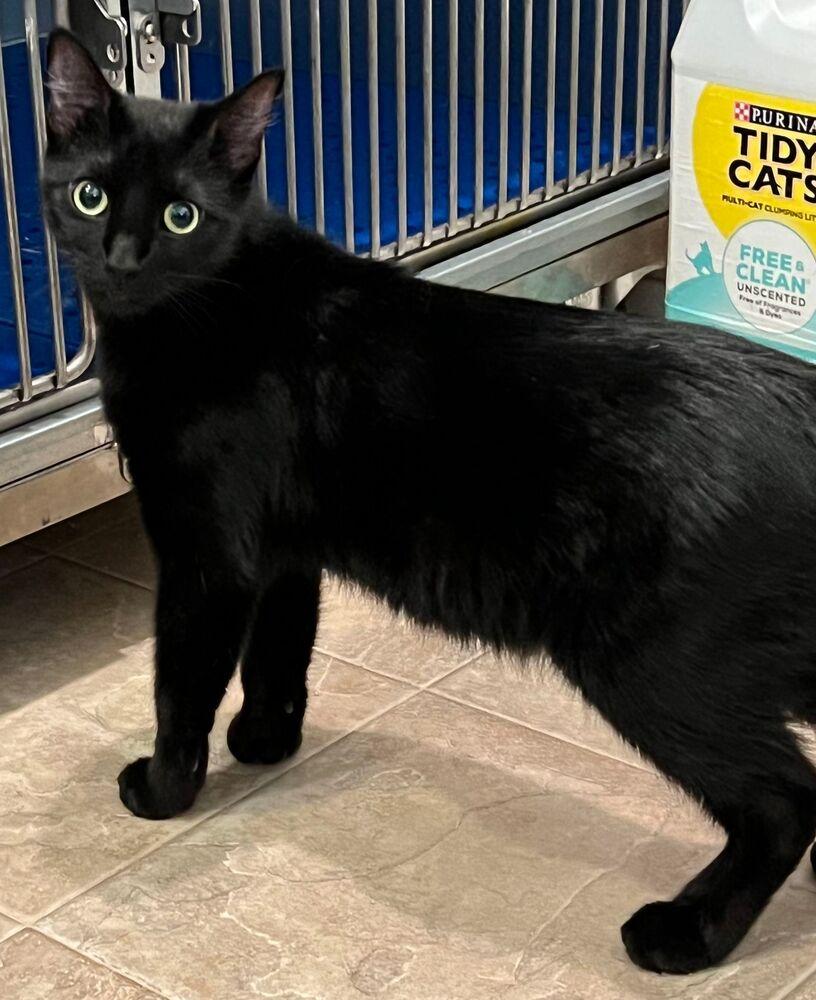 Enlarge Bagel, a Adoptable Domestic Short Hair in McPherson, KS image 3/6