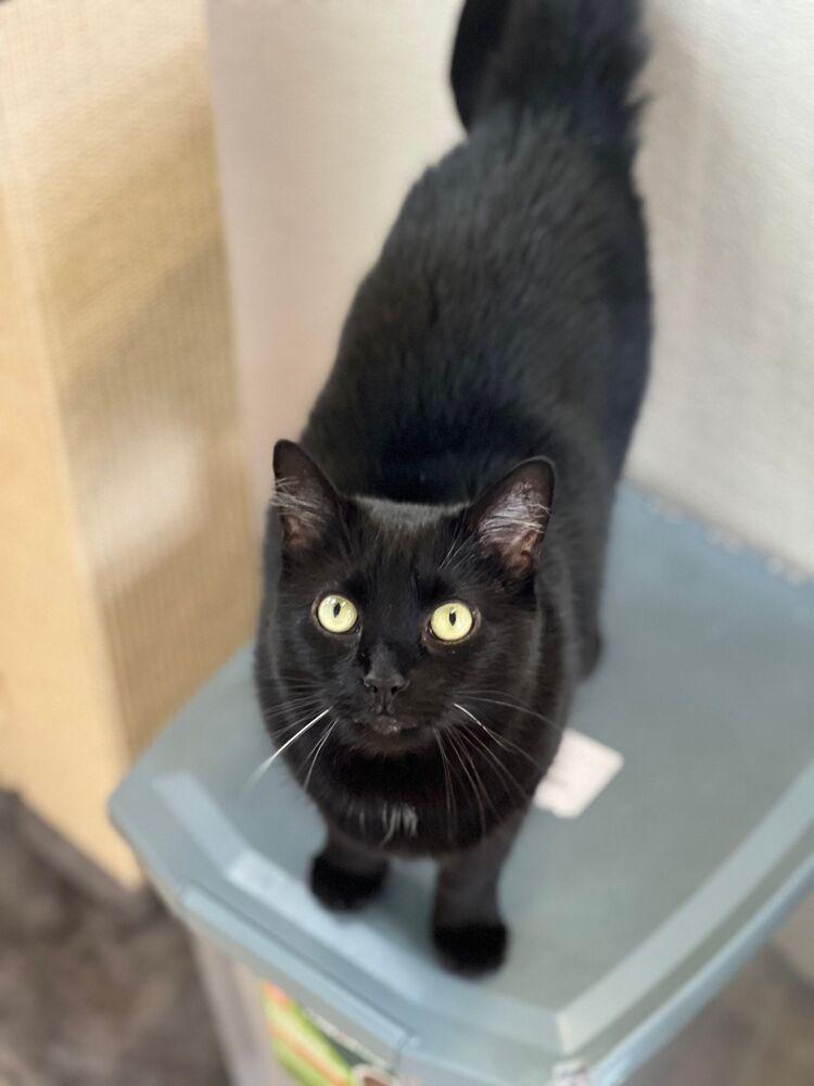 Enlarge Bagel, a Adoptable Domestic Short Hair in McPherson, KS image 3/6