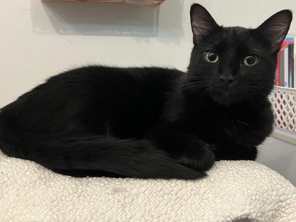 Enlarge Bagel, a Adoptable Domestic Short Hair in McPherson, KS image 4/6