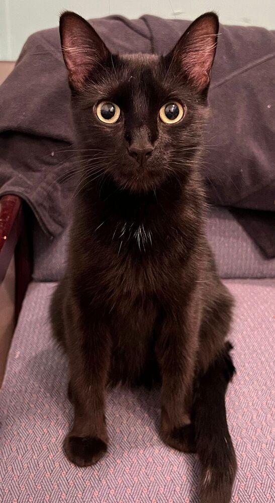 Enlarge Bagel, a Adoptable Domestic Short Hair in McPherson, KS image 5/6