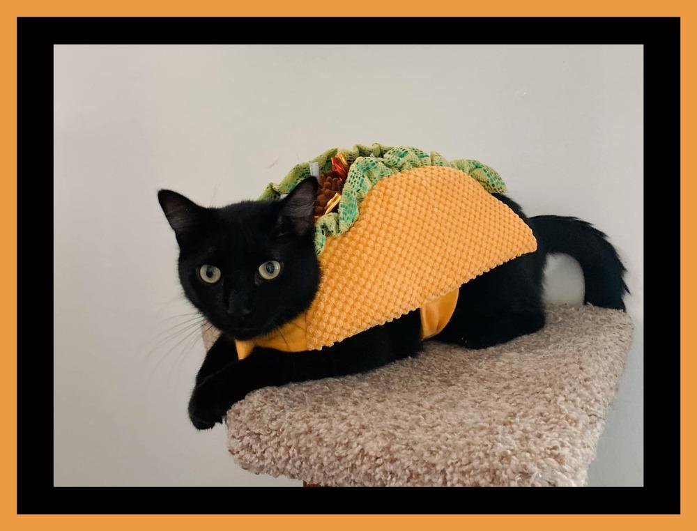 Enlarge Bagel, a Adoptable Domestic Short Hair in McPherson, KS image 6/6