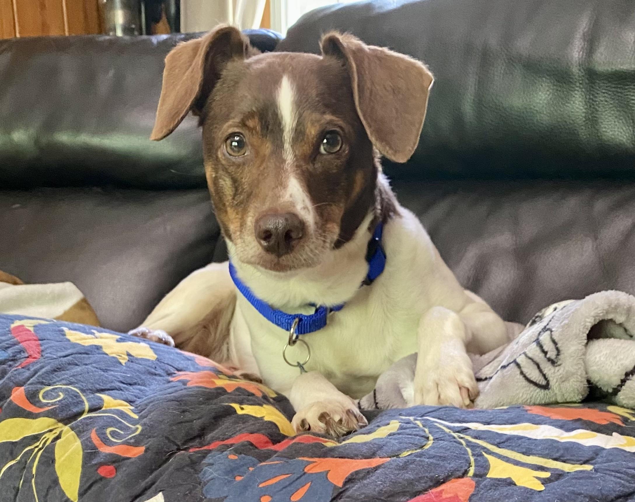 Enlarge Wall-E, a ADOPTABLE Jack Russell Terrier in Bethel, CT image 4/6