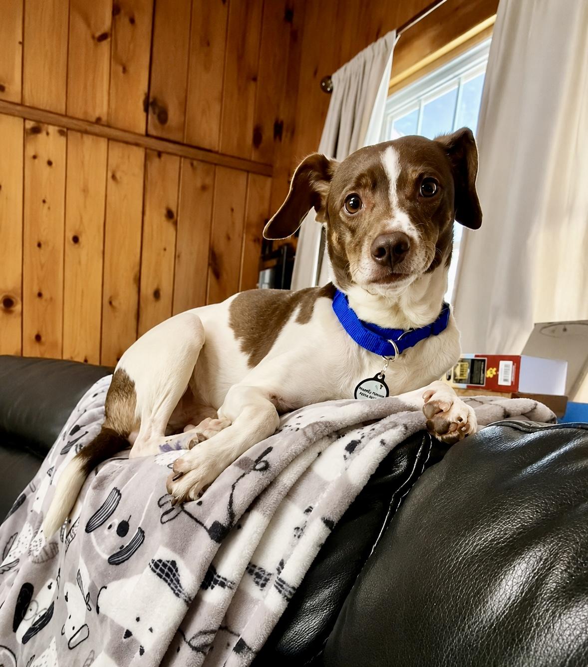 Enlarge Wall-E, a ADOPTABLE Jack Russell Terrier in Bethel, CT image 5/6
