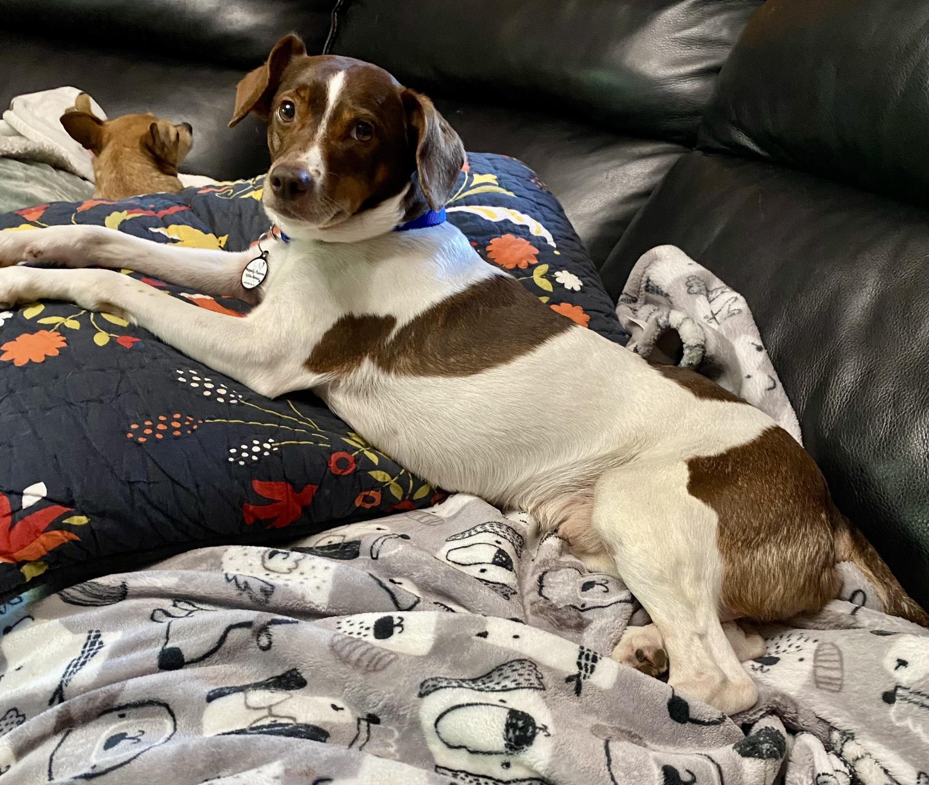 Enlarge Wall-E, a ADOPTABLE Jack Russell Terrier in Bethel, CT image 3/6