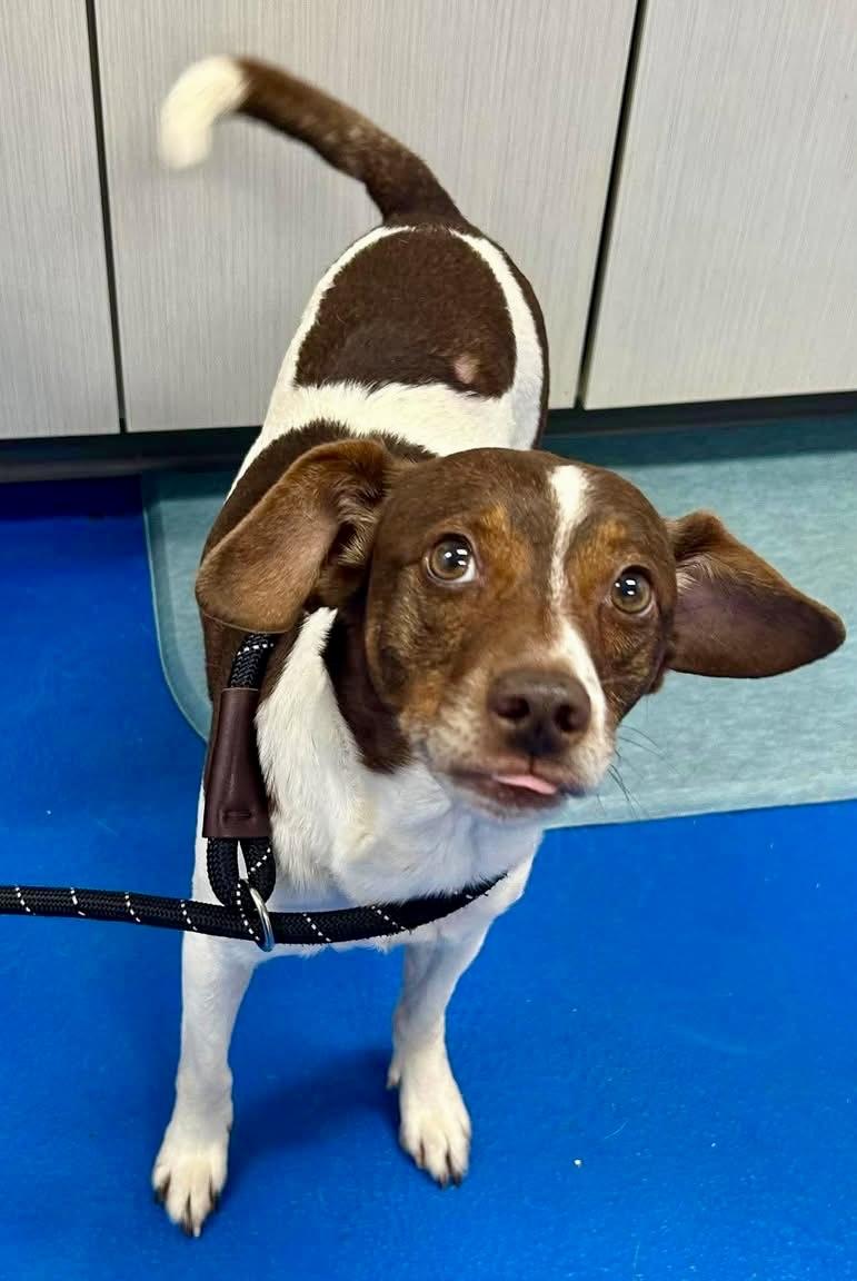 Enlarge Wall-E, a ADOPTABLE Jack Russell Terrier in Bethel, CT image 2/6