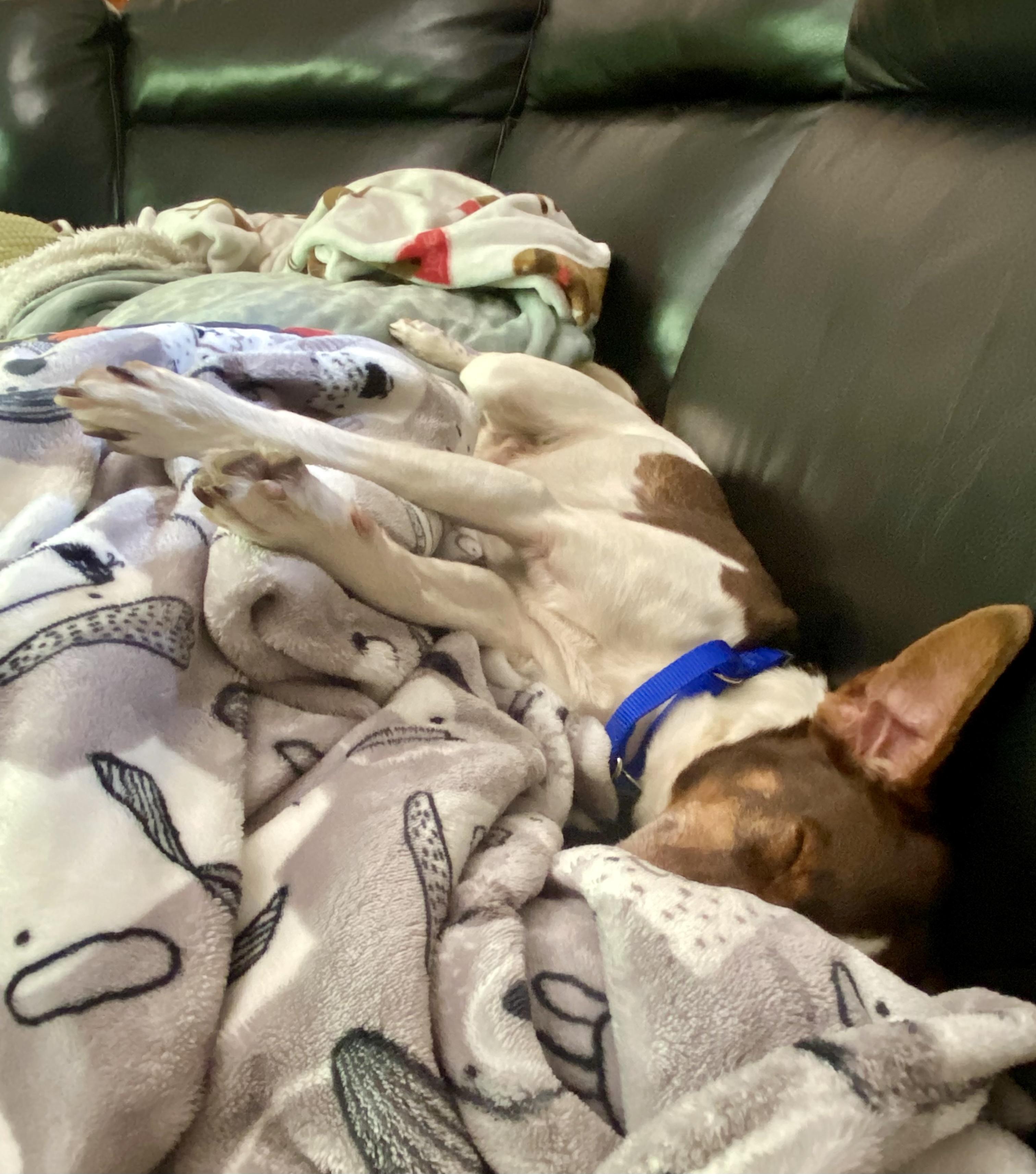 Enlarge Wall-E, a ADOPTABLE Jack Russell Terrier in Bethel, CT image 6/6