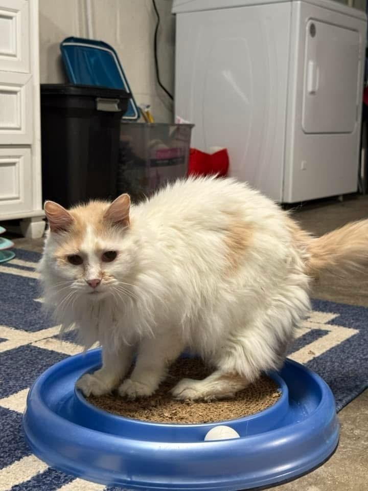 Enlarge Eskimo, a Adoptable mixed breed in West Mifflin, PA image 1/3