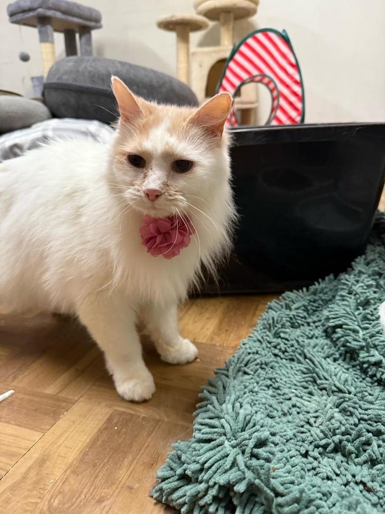 Enlarge Eskimo, a Adoptable mixed breed in West Mifflin, PA image 2/3