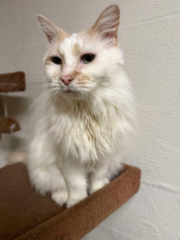 Enlarge Eskimo, a Adoptable mixed breed in West Mifflin, PA image 3/3