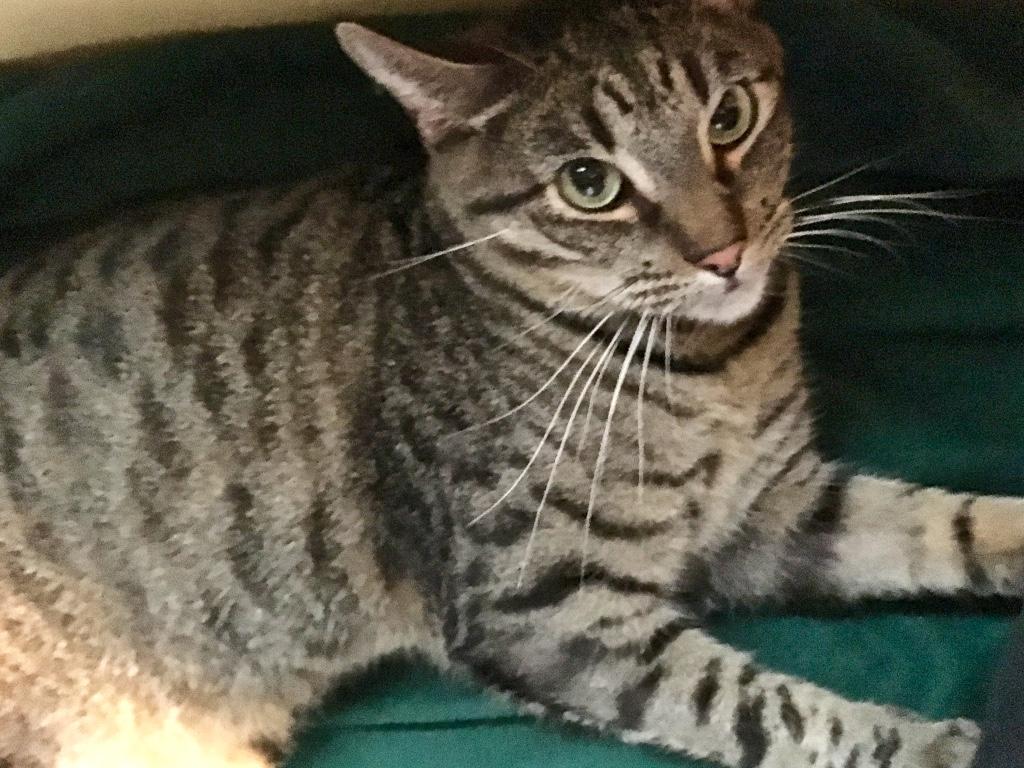 Zander, a Adoptable Tabby in Kansas City, MO image 1/2