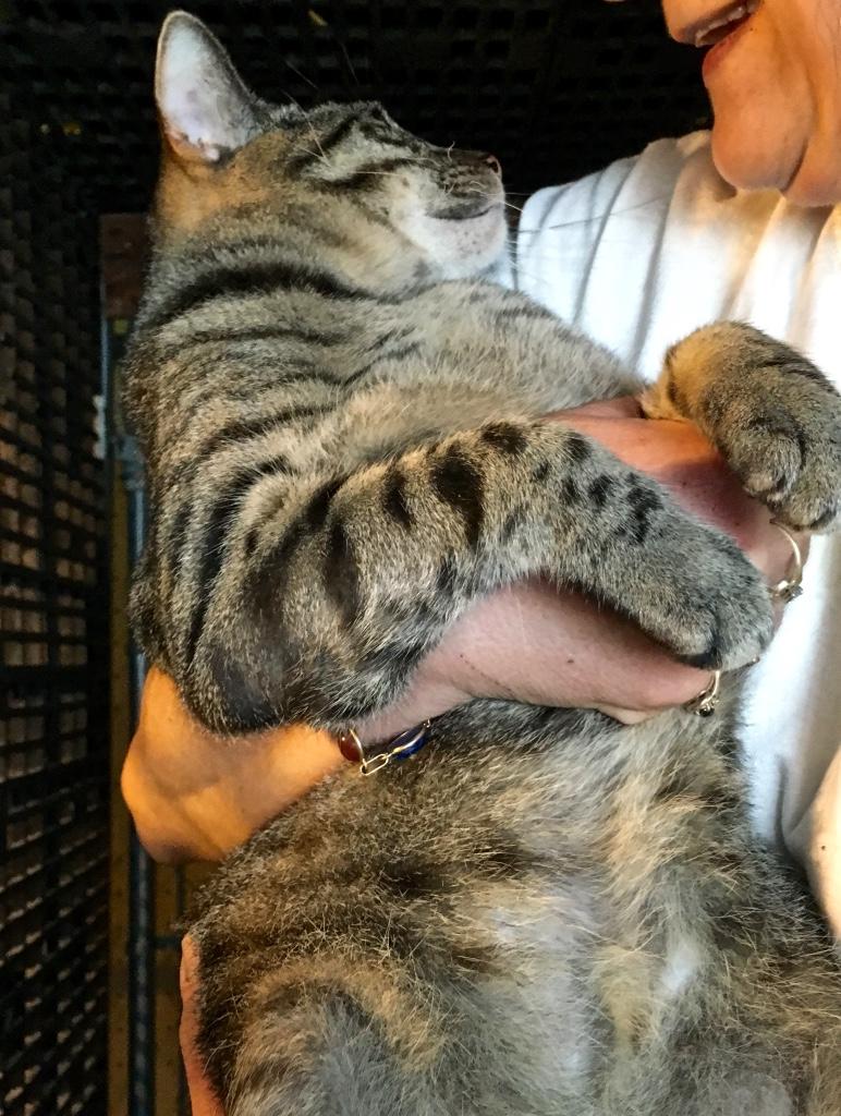 Zander, a Adoptable Tabby in Kansas City, MO image 2/2