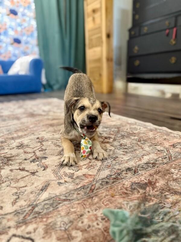 Johnny Scruffy — thumbnail 5