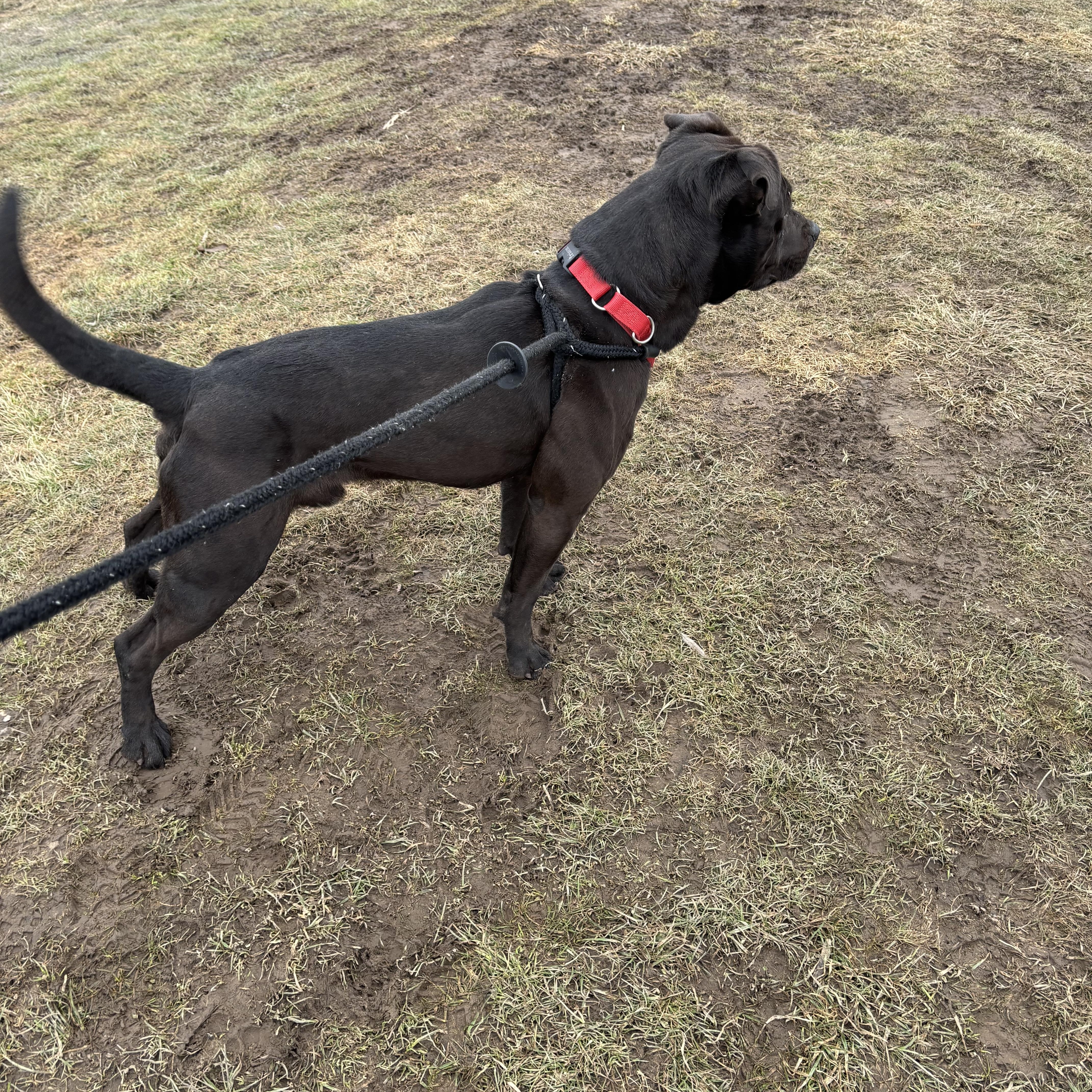 Enlarge Declan, a Adoptable Terrier in North Syracuse, NY image 3/5
