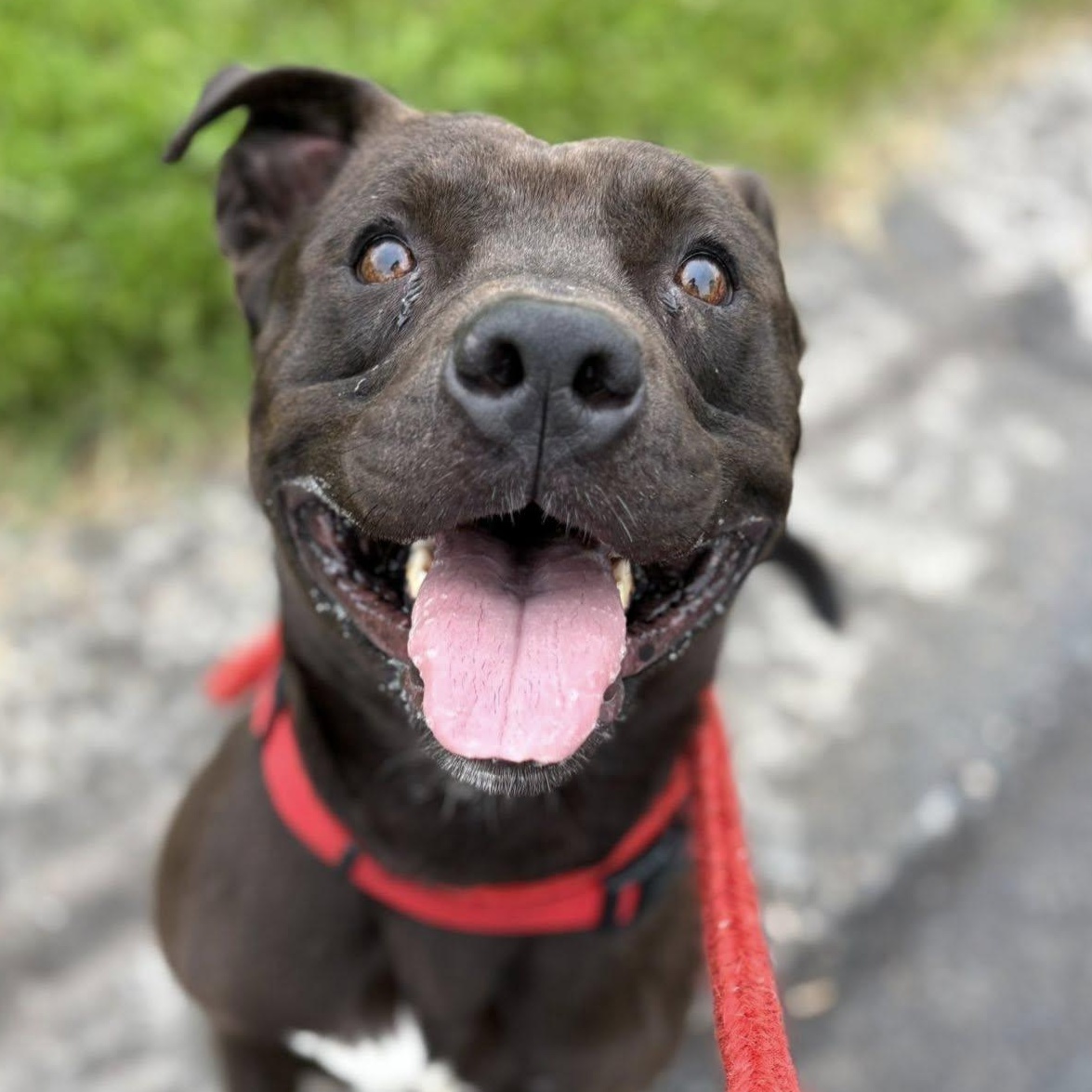 Enlarge Declan, a Adoptable Terrier in North Syracuse, NY image 2/5