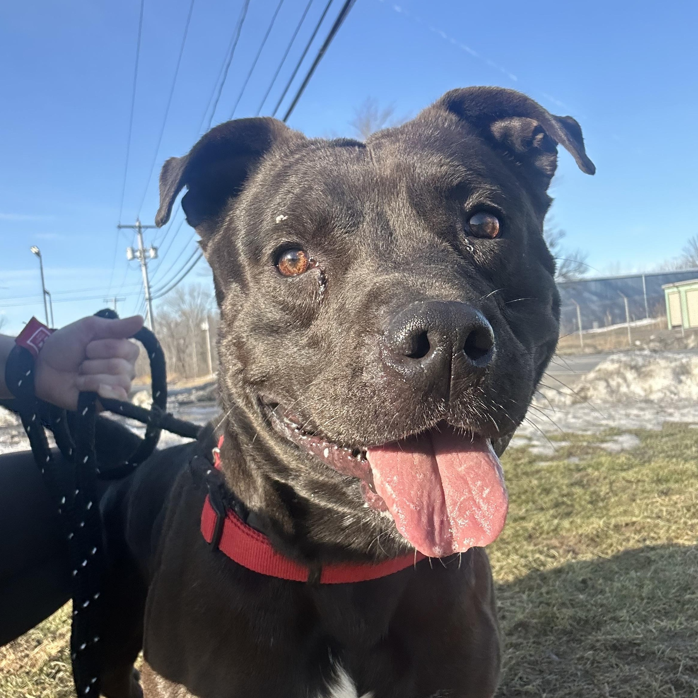 Enlarge Declan, a Adoptable Terrier in North Syracuse, NY image 4/5