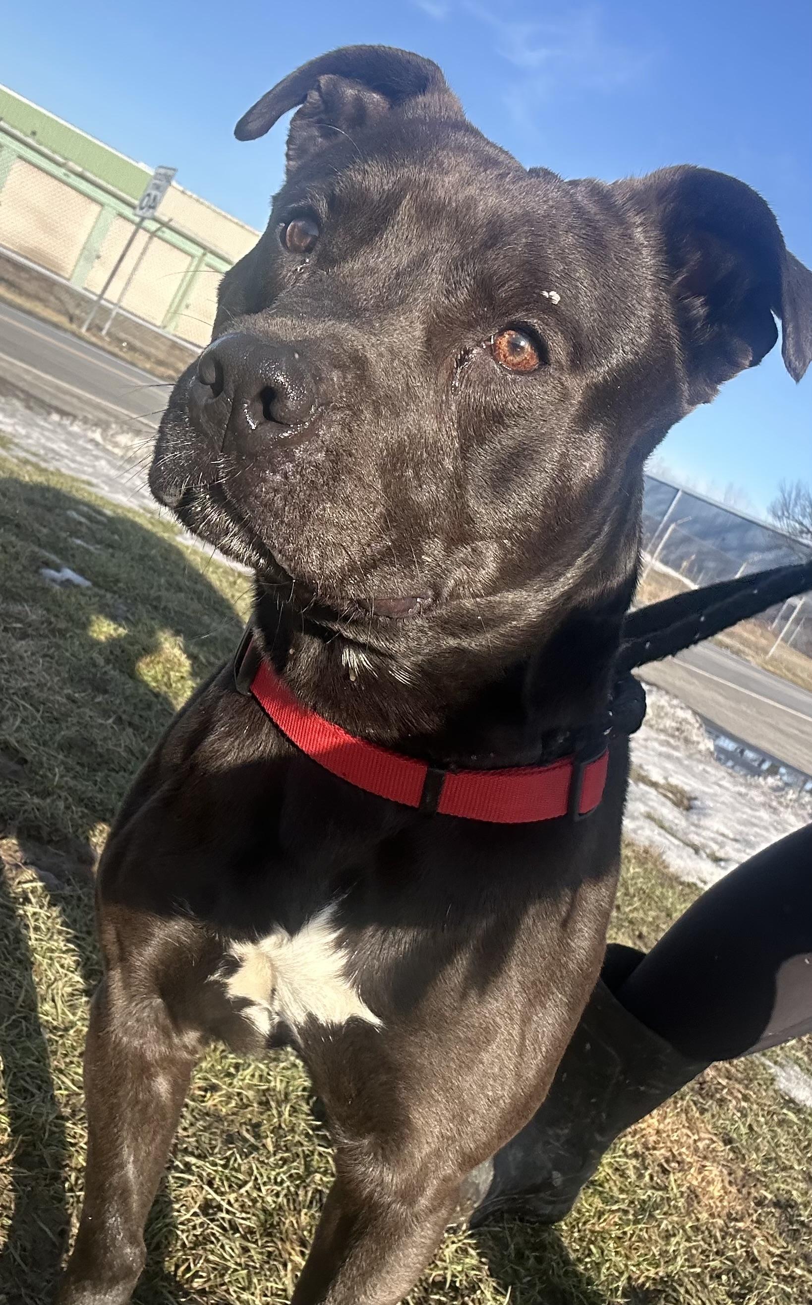 Enlarge Declan, a Adoptable Terrier in North Syracuse, NY image 5/5