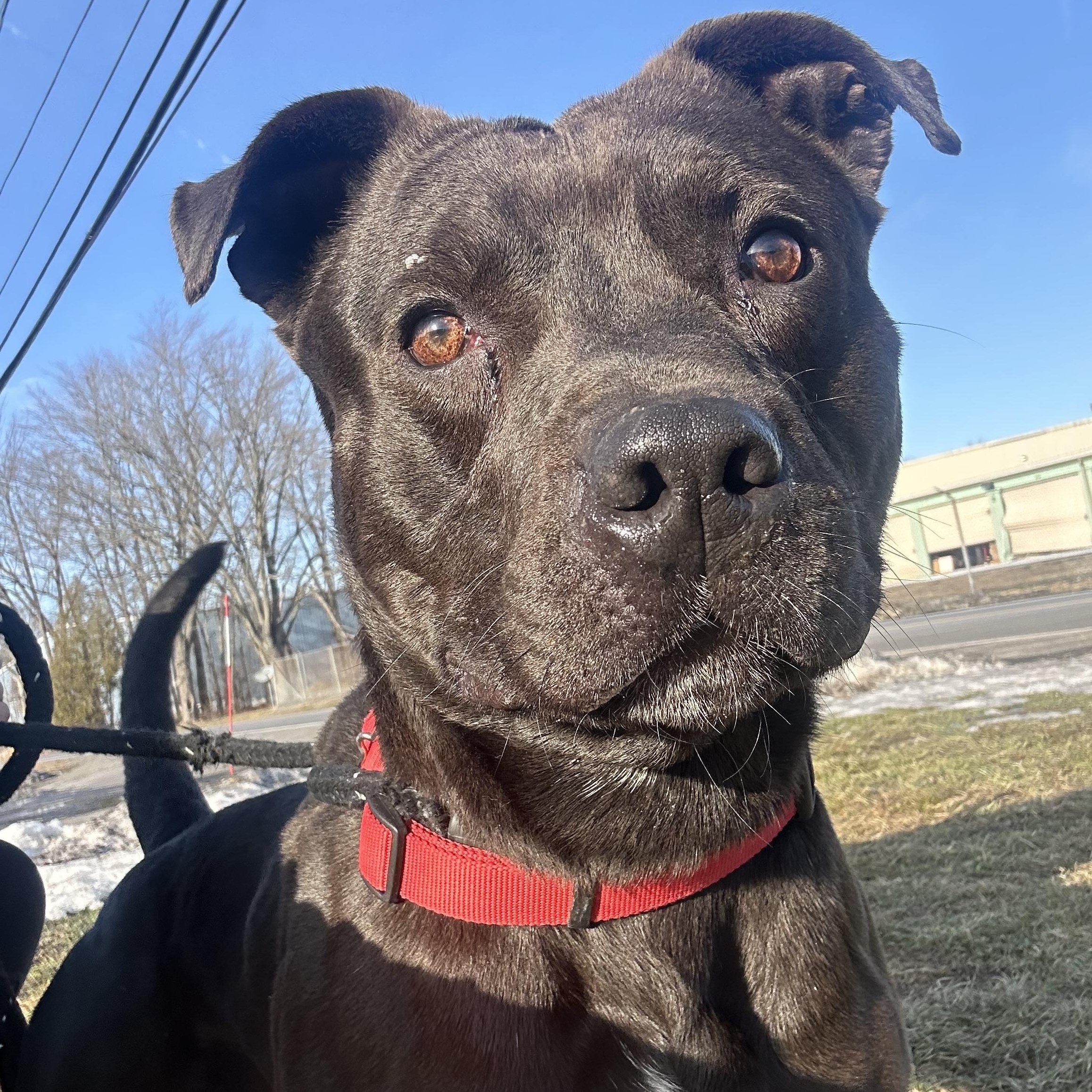 Declan, Adoptable, Adult Male Terrier.