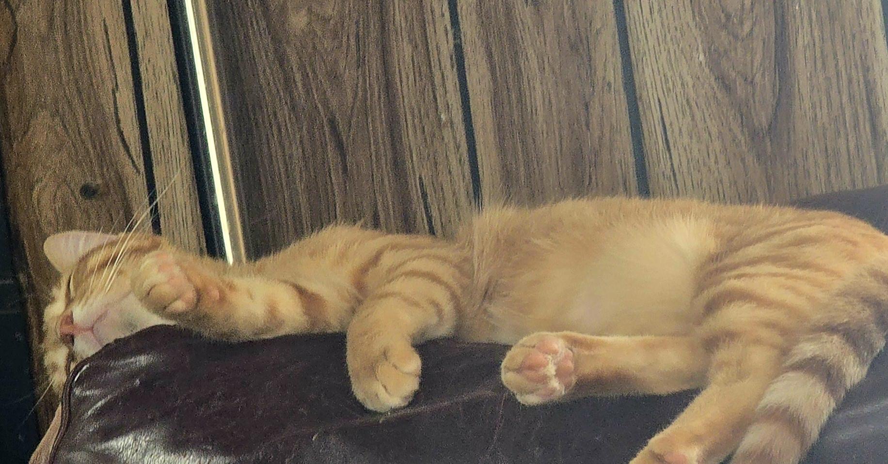 Cashew, Baby Male unknown