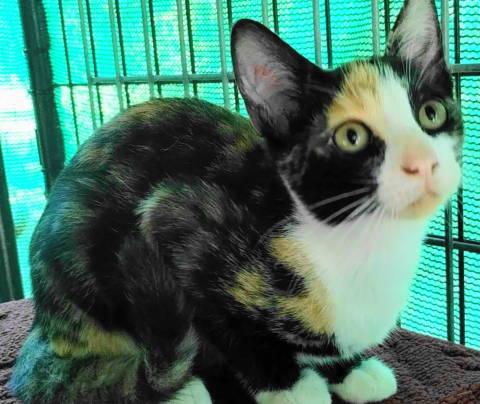 Enlarge TG-Ellia, a Adopted Torbie in Frankston, TX image 1/3